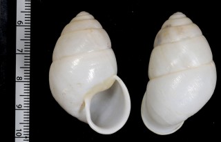アフィニスヤマガタネジレガイ Edentulina affinis small