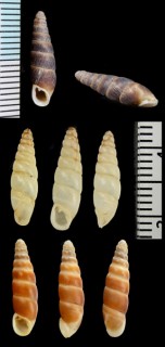 ムラサキクチジロギセル (仮称) Hemiphaedusa similaris niga small
