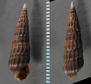 クロウネタケ Terebra larvaeformis small