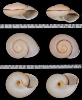 デニシカドバリマイマイ (仮称) Ampelita denisi small
