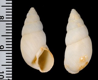 ユーリプティマイマイの仲間　未詳 Euryptyxis sp. small