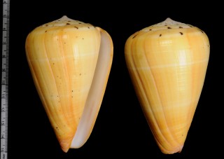 フナシダイミョウイモ (仮称) Conus betulinus immaculata small
