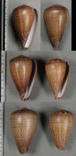 スジイモ Conus figulinus small