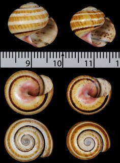 タナモコダママイマイ (仮称) Polymita muscarum tanamensis small
