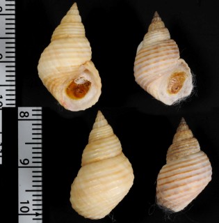 フトスジウズラタマキビ Littoraria cingulata small