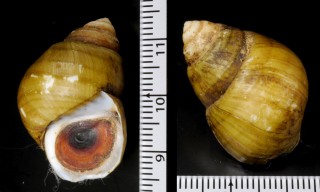 フクレヒメタニシ (仮称) Viviparus doliaris small