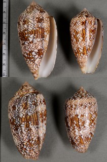 トウガタタガヤサンミナシ Conus textile pyramidalis small