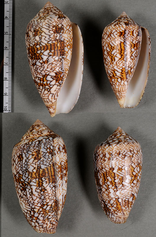 Conus Textile Pyramidalis トウガタタガヤサンミナシ