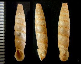 ニュートブームアオギセル (仮称) Albinaria hippolyti neuteboomi small