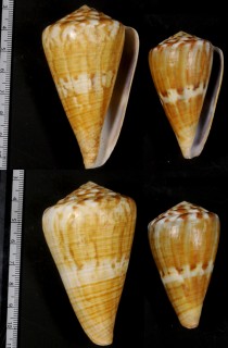 カワウソイモ Conus namocanus