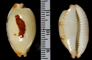 シロサラリスソヨツメダカラ (仮称) Bistolida stolida salaryensis fulva