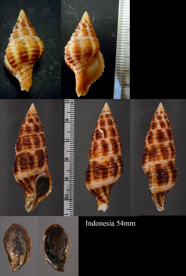 ニシキニナ Turrilatirus craticulatus