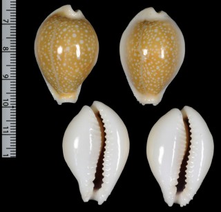 ディバーサハツユキダカラ　(仮称) Erosaria miliaris diversa