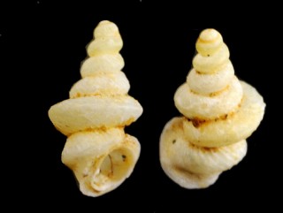 カオチャマオゴマガイ (仮称) Diplommatina crispata khaochamaoensis small