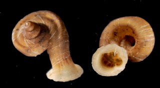 スラケオラッパガイ (仮称) Anauchen srakeoensis small