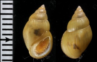 プラソングミズツボ (仮称) Pachydrobia prasongi small