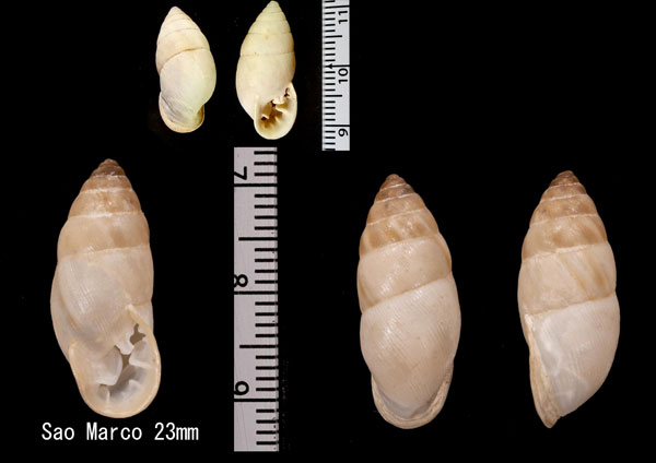 タシオニグチマイマイ (仮称) Plagiodontes multiplicatus small