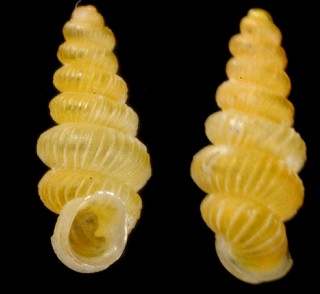 ナイヤネタヒダリマキゴマガイ (仮称) Diplommatina naiyanetri small