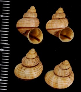 ビグナルヤマタマキビ (仮称) Tropidophora vignali small