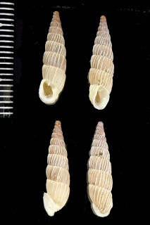 イトカケボカチギセルの一型 Alopia canescens mirabilis small