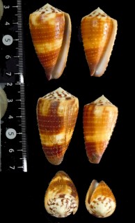 ソフィアヒラマキイモ Conus ferrugineus sophiae small