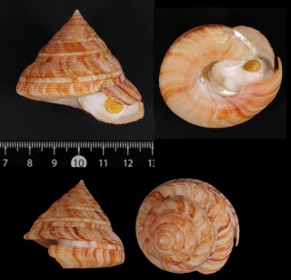 ヤサヒメオキナエビス Perotrochus quoyanus insularis small