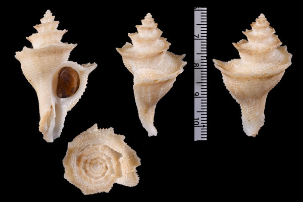 ヘレンカセン Babelomurex fusiformis