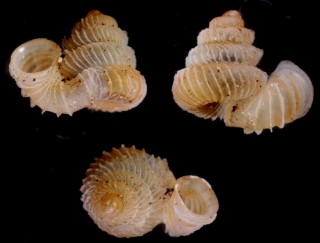ウォレスエントツノタウチガイ (仮称) Opisthostoma wallacei wallacei small