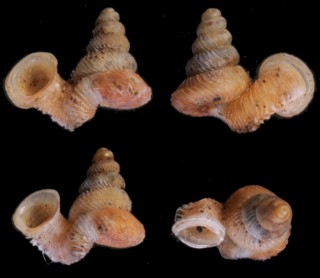 ピクシングエントツノタウチガイ （仮称） Opisthostoma picsingense small