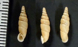 コシキジマギセル Pinguiphaedusa koshikijimana small