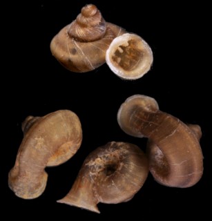 サクシコララッパガイ （仮称） Gyliotrachela saxicola small