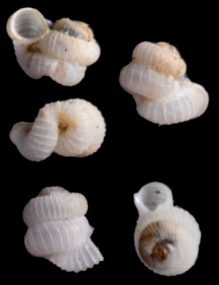 ランビーエントツノタウチ （仮称） Opisthostoma brachyacrum lambii small