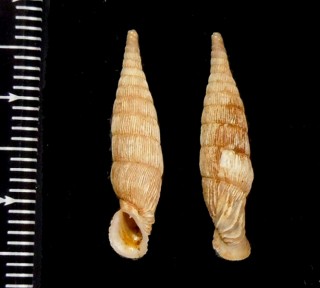 スプラッティギセル (仮称) Albinaria spratti small