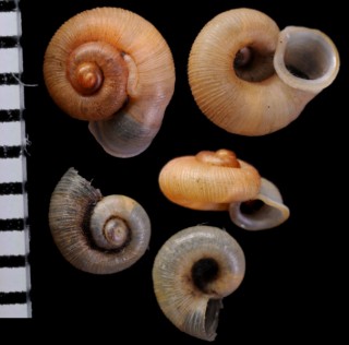 ミヤコムシオイ Chamalycaeus hirasei small