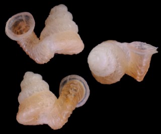 ホースエントツノタウチ （仮称） Opisthostoma hosei small