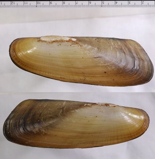 ナンベイナタヌマガイ (仮称) Lamproscapha ensiformis small