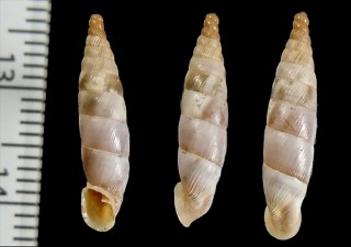 ウィーゼアオギセル (仮称) Albinaria wiesei small