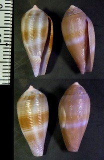 チカゲイモ Conus tenuistriatus small