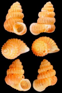 ジェンスエントツノタウチガイ (仮称) Opisthostoma jensi small