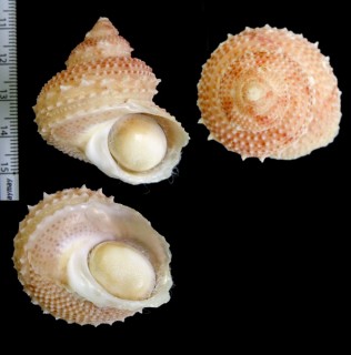 ナンヨウカンス (仮称) Bolma guttata bathyraphis small