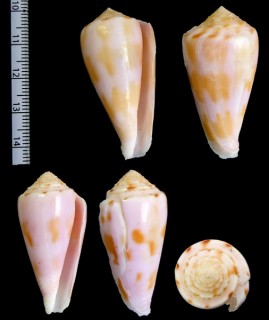 ハデキノシタイモ Conus bruuni small