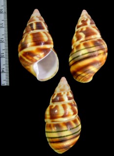 ベッコウイトヒキマイマイ Liguus fasciatus testudineus small
