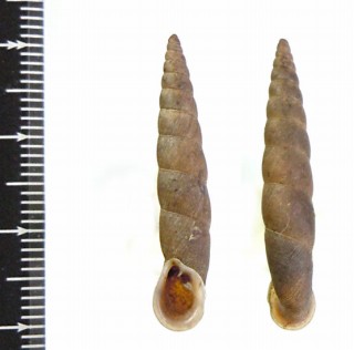コハダスマトラギセル (仮称) Phaedusa corticina small