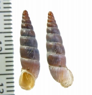 ホソスジロマーニャギセル (仮称) Alopia canescens striaticollis small