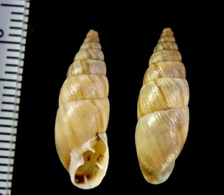 オラインクチトジギセル (仮称) Spixia olainensis small
