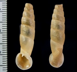 ティンガマリアペルーギセル （仮称） Peruinia tingamariae small