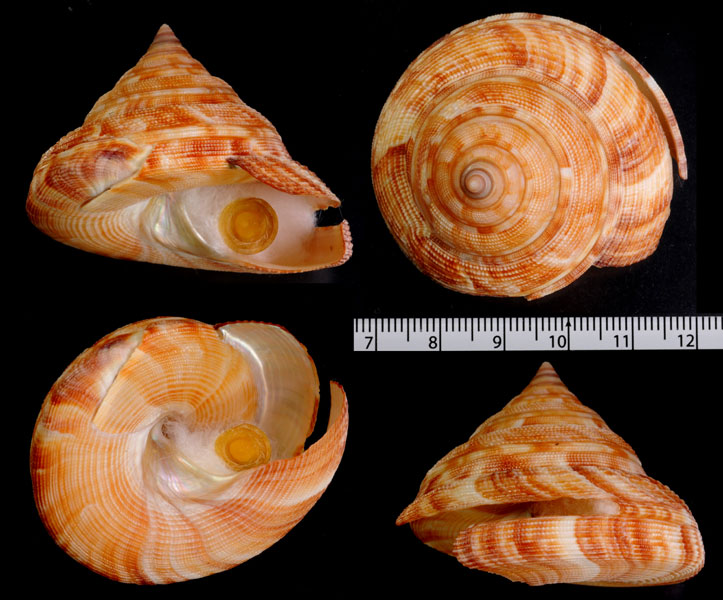 Microshells: Perotrochus quoyanus ヒメオキナエビス