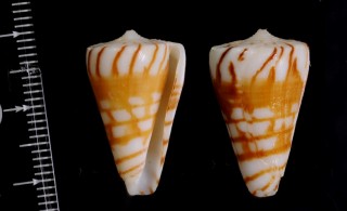 ハンガイモ Conus plinthis small