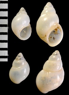 カワリヨーロッパミズツボ （仮称） Turricaspia variabilis small