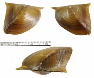 シャチホコヌマガイ Prisodon obliquus small